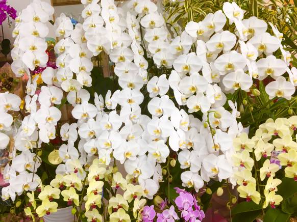 「エフツーディー　かわい愛草園」　（愛媛県松山市）の花屋店舗写真1